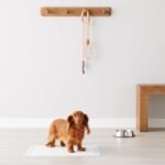 Amazon Basics Dog and Puppy Pee Pads, 5-Layer Leak-Proof Super Absorbent, Quick-Dry Surface, Potty Training, Regular (22x22"), 50 Count, Blue & White - Image 6